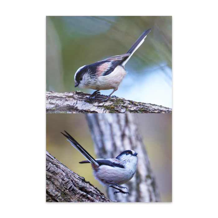 ポストカード(10枚セット) - 竹はだGA180kg