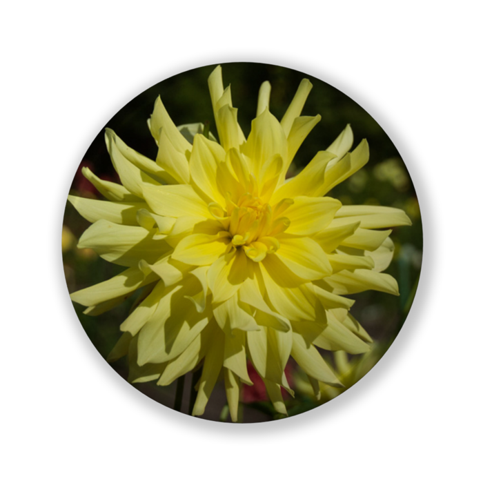 缶バッジ（バリュー） - 32mm