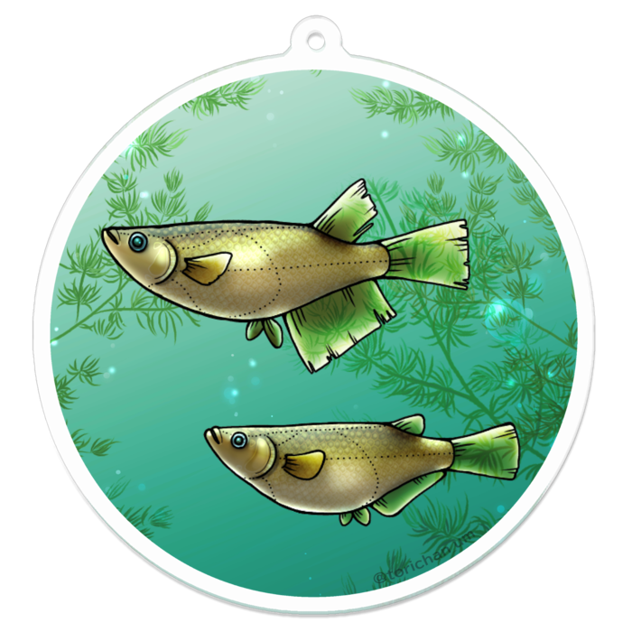 クロメダカ　ー　70 x 70㍉／コーティングなし