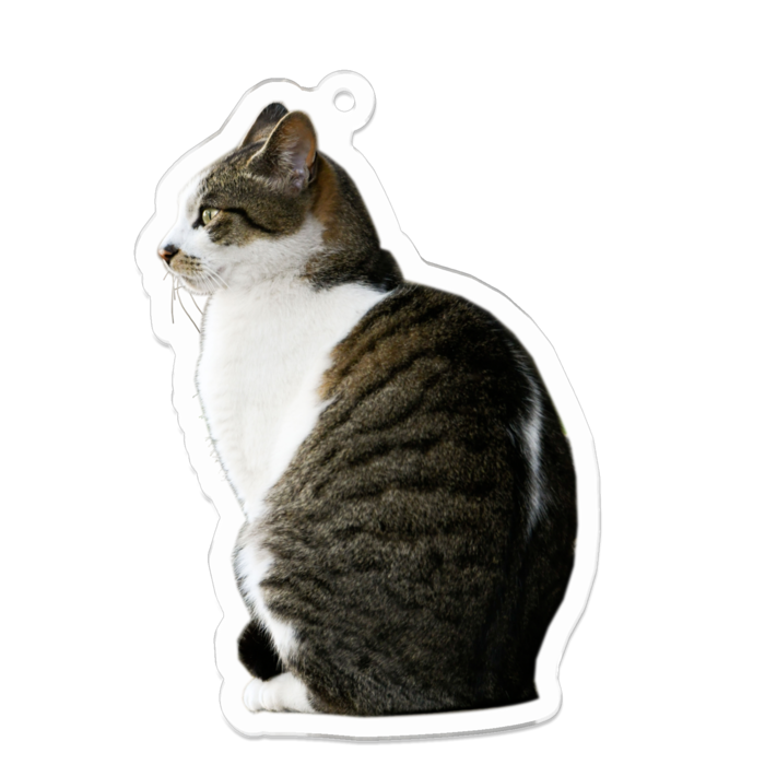 遠くを見る猫 風 風花 Booth