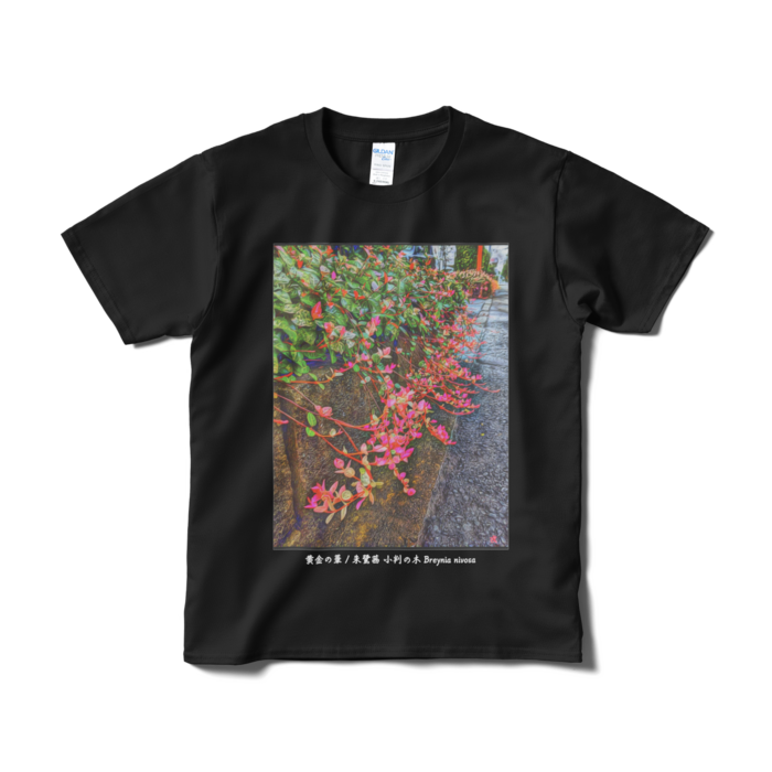 黄金の華 朱鷺茜 小判の木 Breynia nivosa Tシャツ - S - ブラック