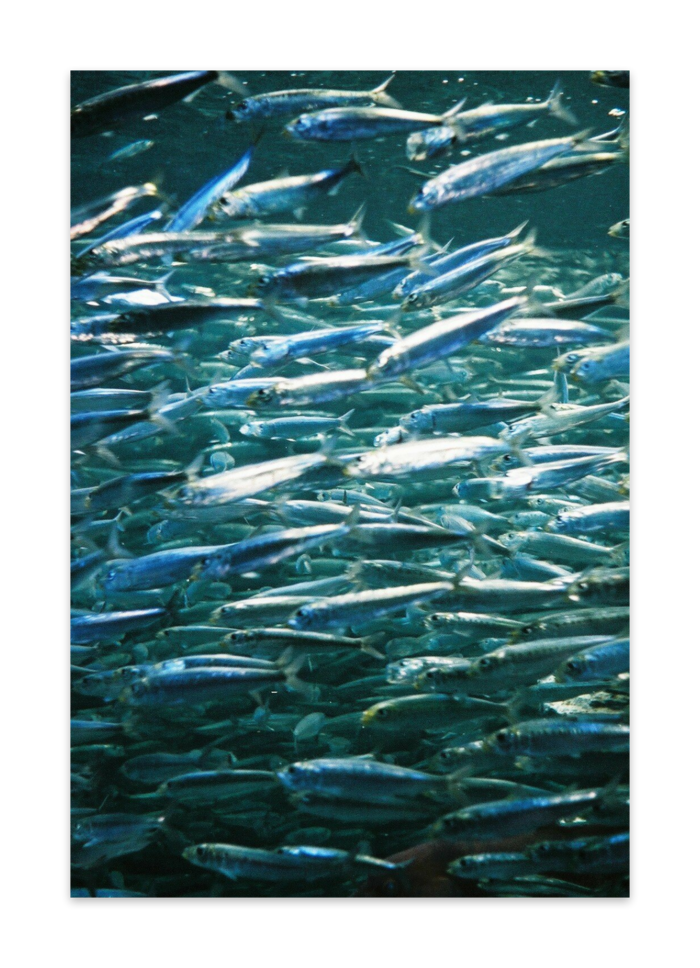 ポストカード(10枚セット) - ヴァンヌーボVGスノーホワイト195kg