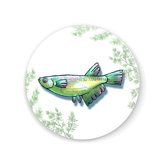 めだか(緑) 56mm