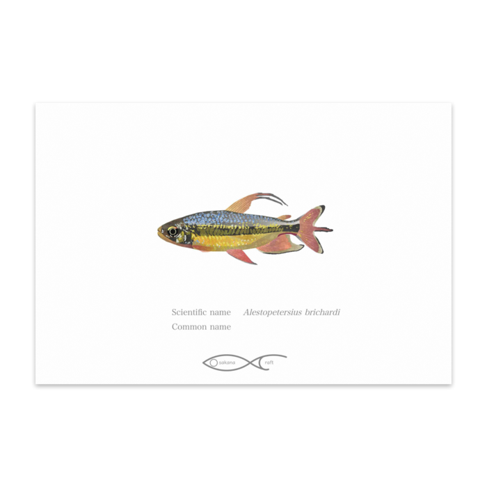 ポストカード(10枚セット) - ヴァンヌーボVGスノーホワイト195kg