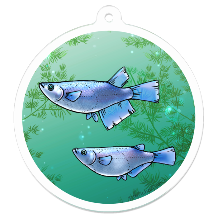 幹之　ー　50 x 50㍉／コーティングなし