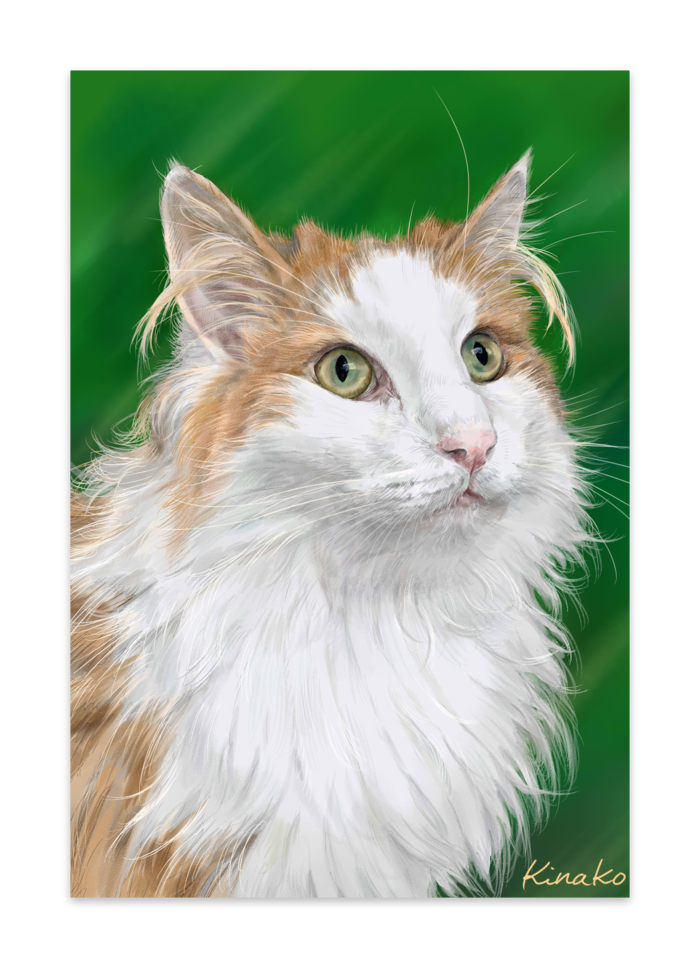 ポストカード(10セット) - ヴァンヌーボVGスノーホワイト195kg