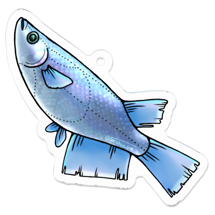 幹之　ー　 50 x 50㍉／コーティングあり