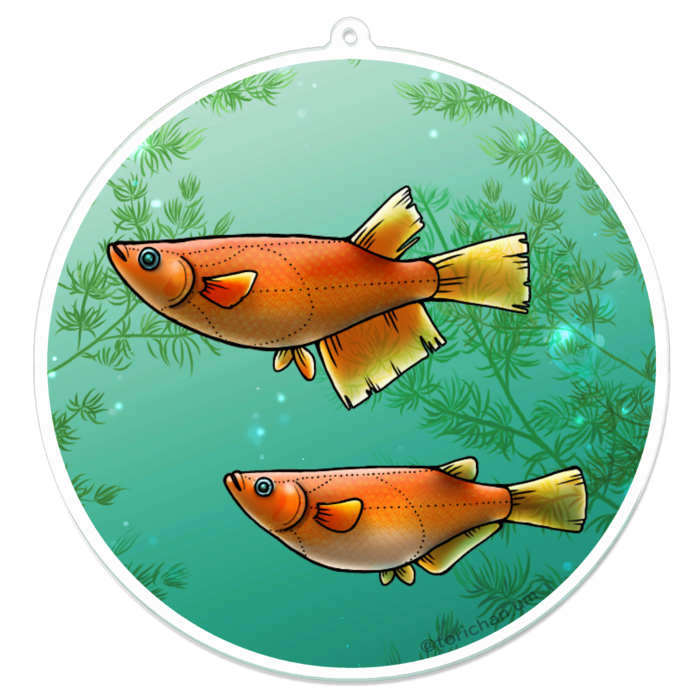 楊貴妃　ー　100 x 100㍉／コーティングなし