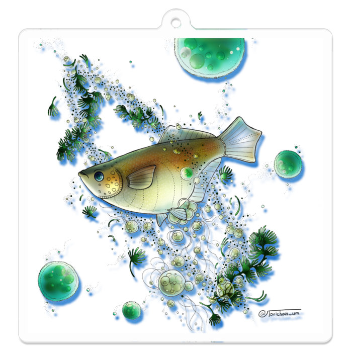 白　ー　70 x 70㍉／コーティングなし