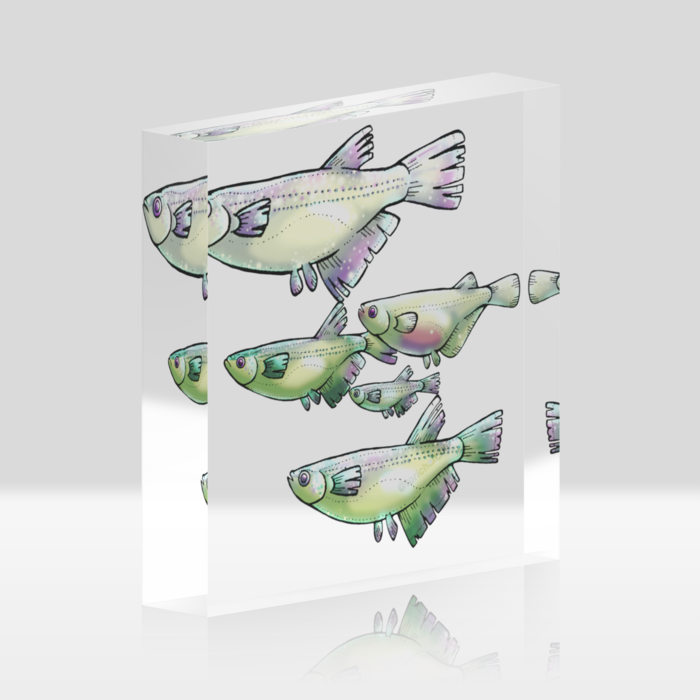 めだか ー クリア/100x100mm