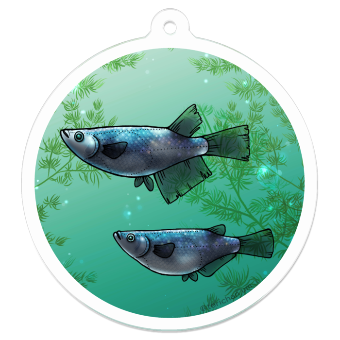 夜桜　ー　50 x 50㍉／コーティングなし