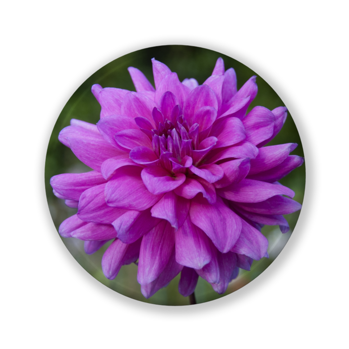 缶バッジ（バリュー） - 32mm