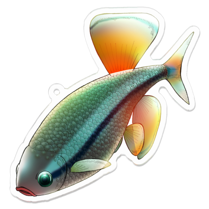 アカヒレ　ー　70 x 70 ㍉ ／コーティングあり