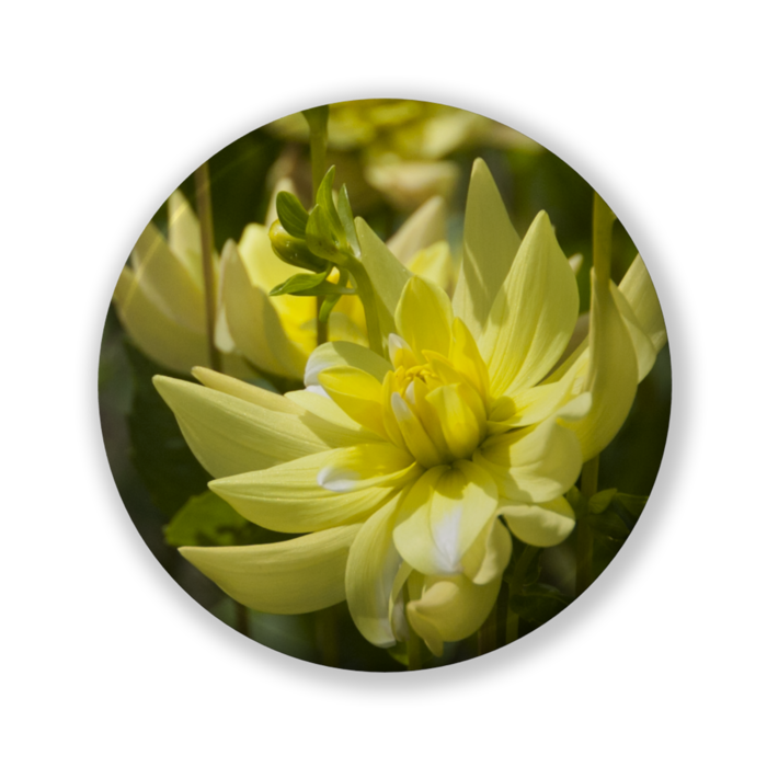 缶バッジ（バリュー） - 32mm