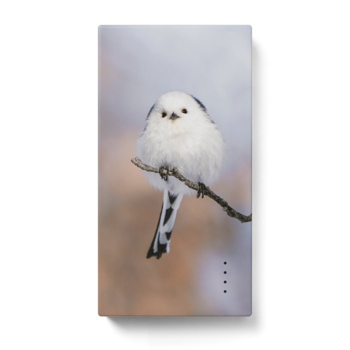 野鳥の羽根 リュウキュウアカショウビン 左翼 標本 - アンティーク 