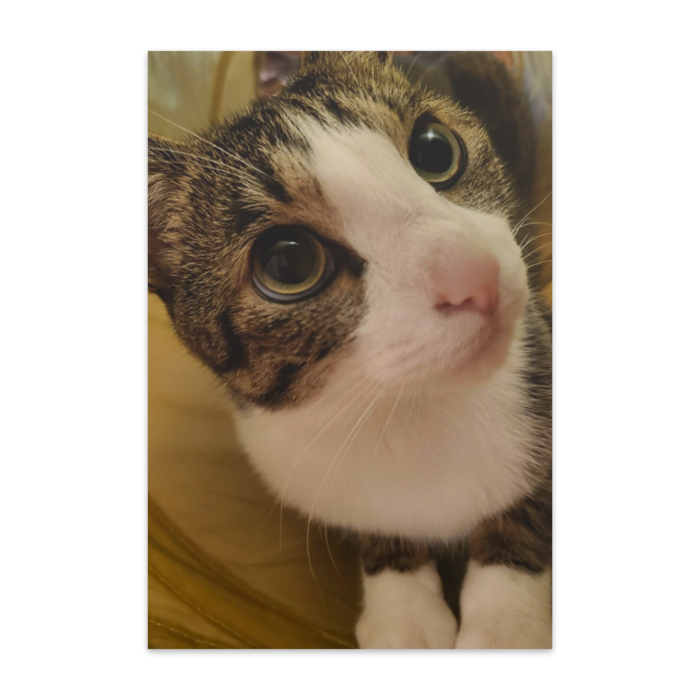 ポストカード(10枚セット) - ヴァンヌーボVGスノーホワイトヴァンヌーボVGスノーホワイト195kg