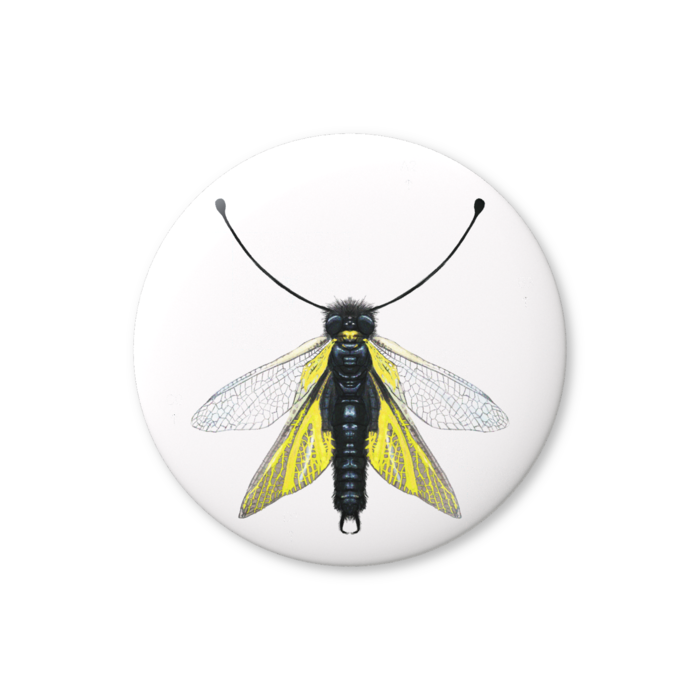 缶バッジ（バリュー） - 76mm