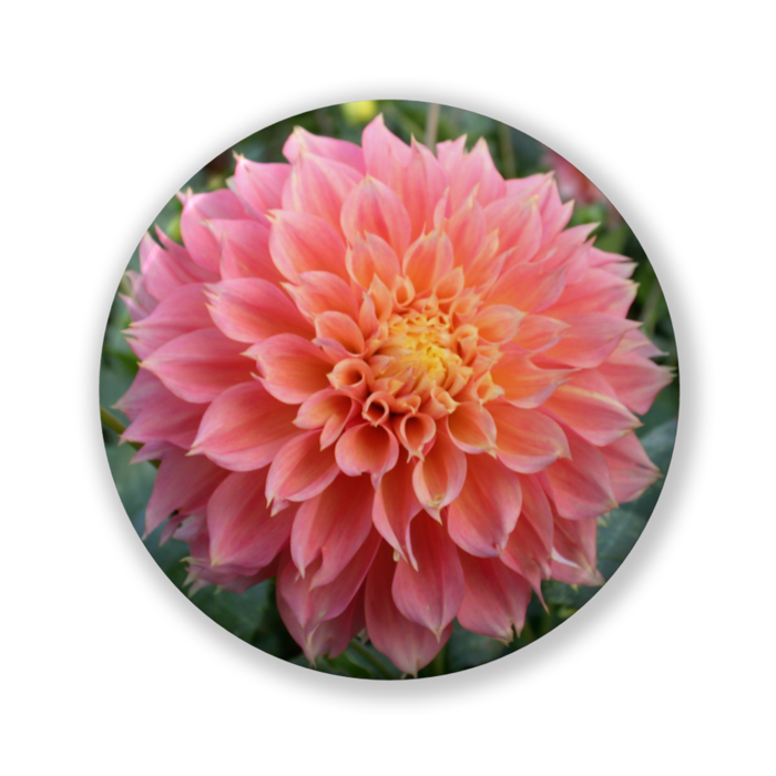 缶バッジ（バリュー） - 32mm