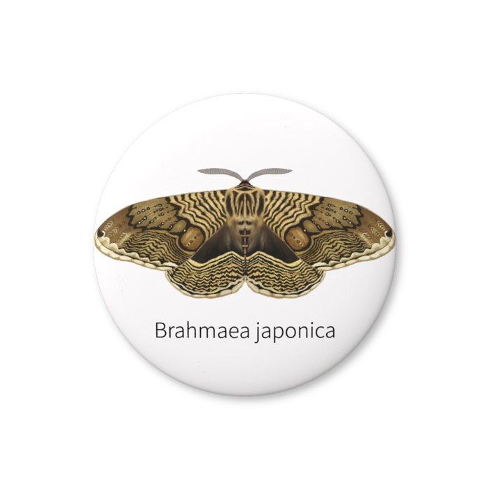 缶バッジ（バリュー） - 32mm