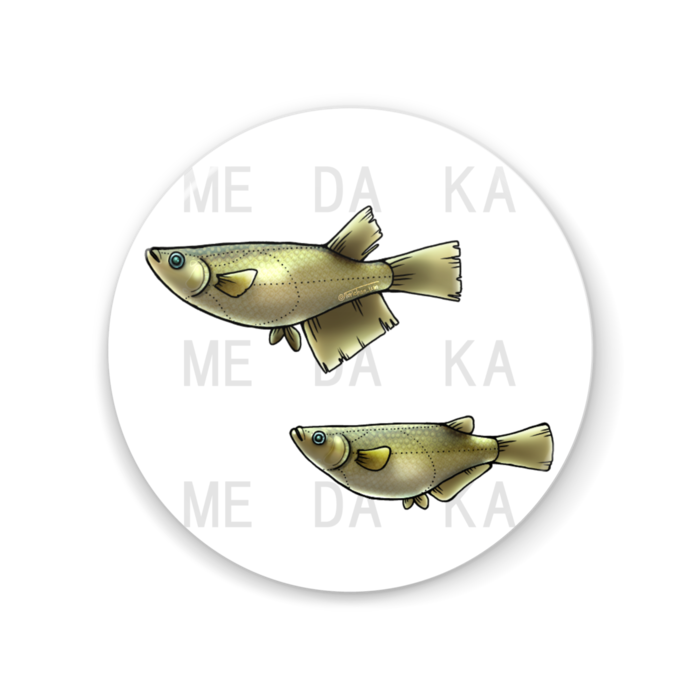クロメダカ 56mm