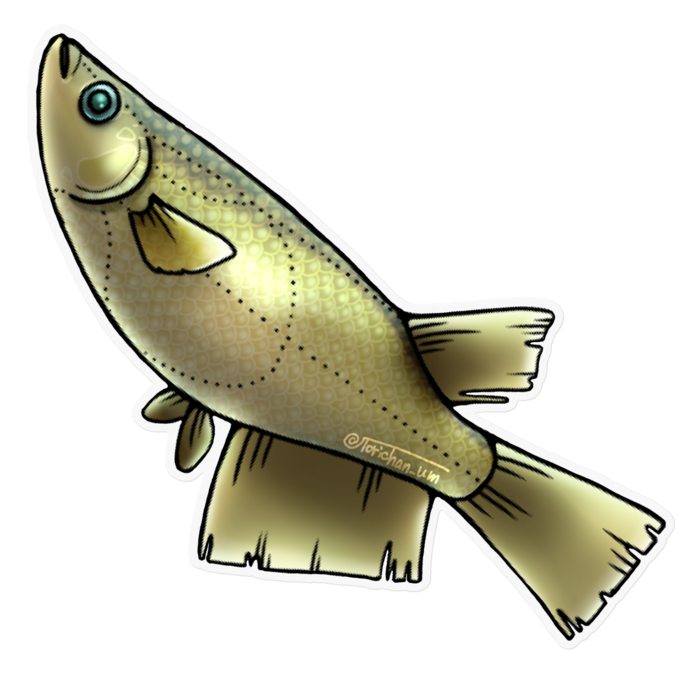 クロメダカ　ー　クリア／160 x 160㍉