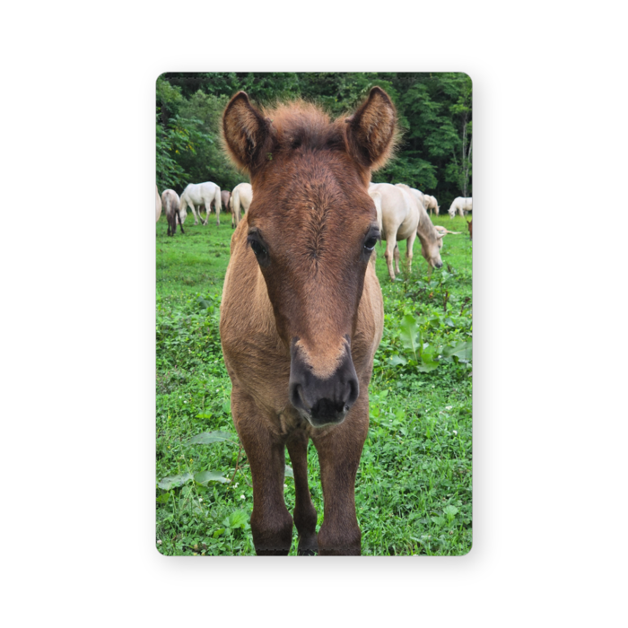 レザー製名刺入れ - 102 x 72 (mm)