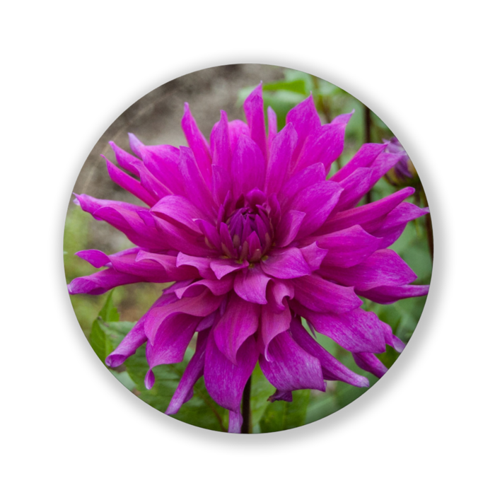 缶バッジ（バリュー） - 32mm