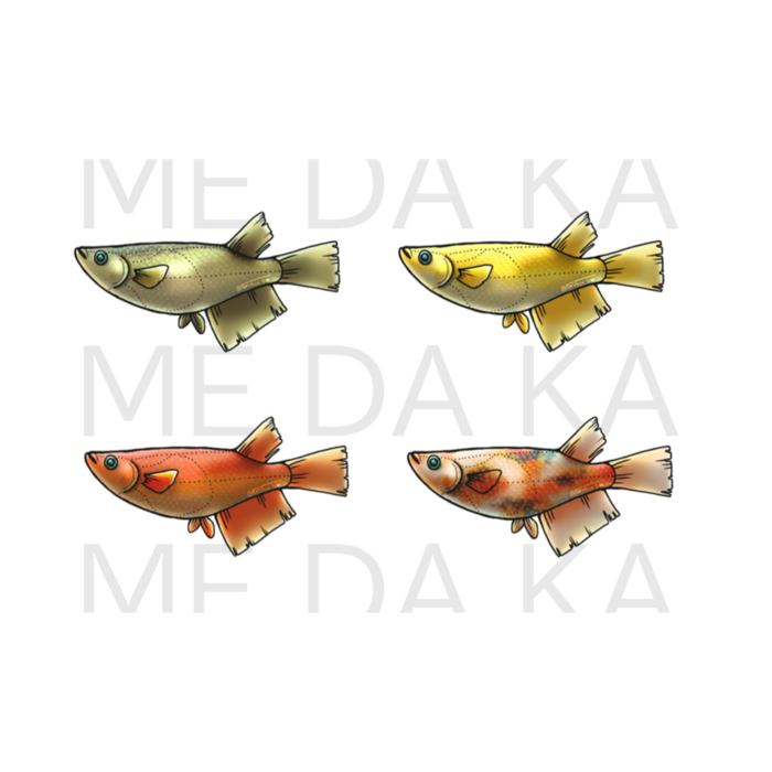 ME DA KA(赤) ー 約85.7x53.9㍉