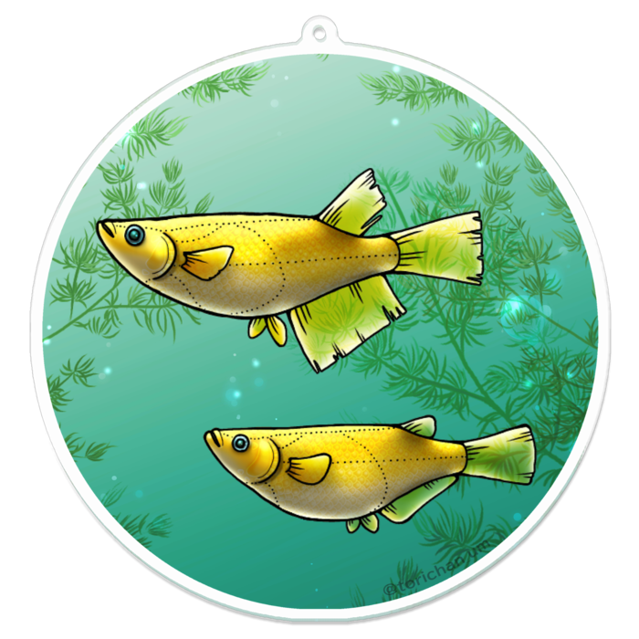 ヒカリ　ー　100 x 100㍉／コーティングなし