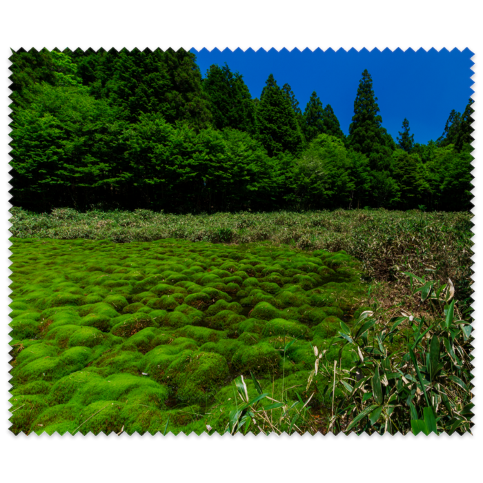 自然からの贈り物