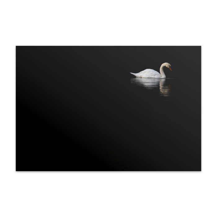 ポストカード(10枚セット) - ヴァンヌーボVGスノーホワイト195kg