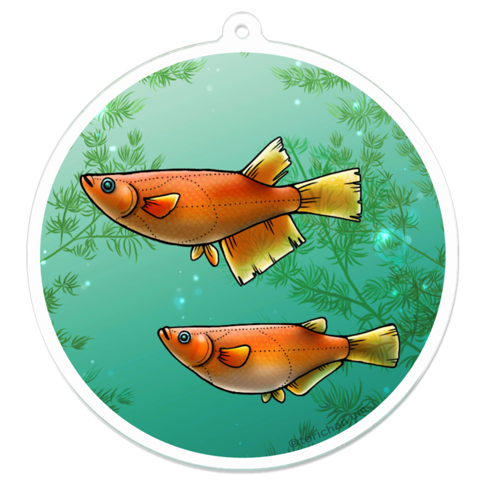 楊貴妃　ー　70 x 70㍉／コーティングなし