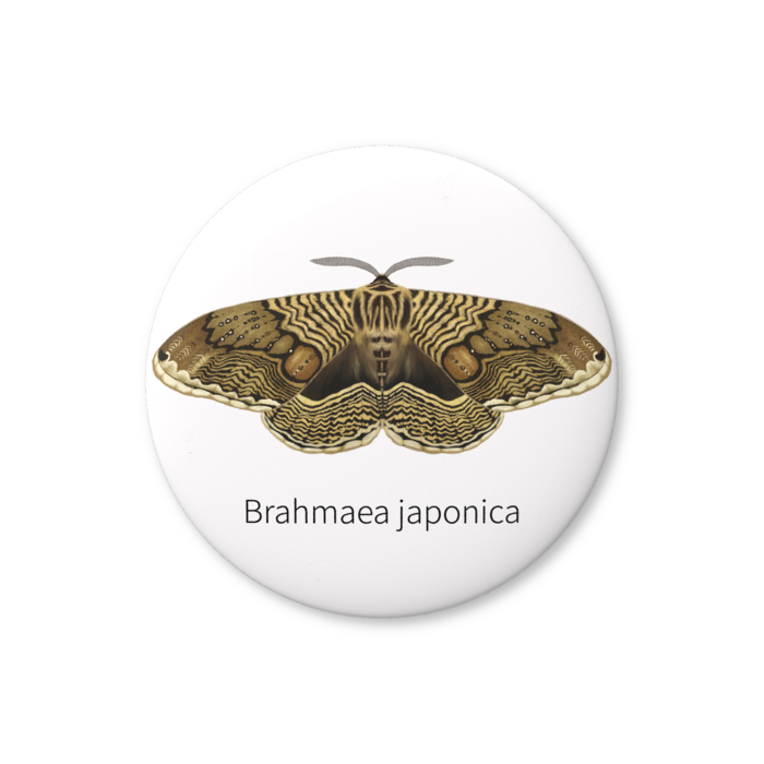 缶バッジ（バリュー） - 76mm