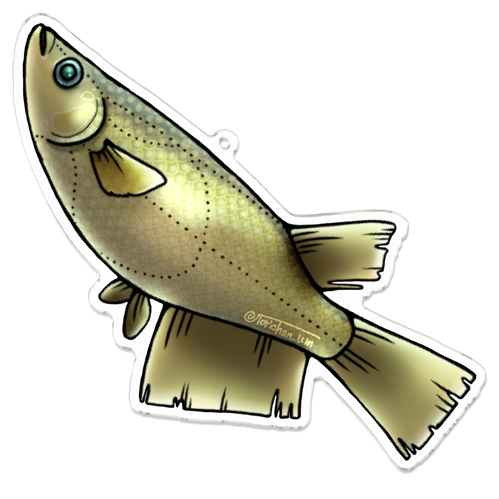 クロメダカ　ー　100 x 100 ㍉／コーティングあり