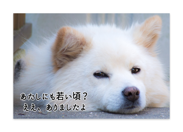ポストカード(10セット)