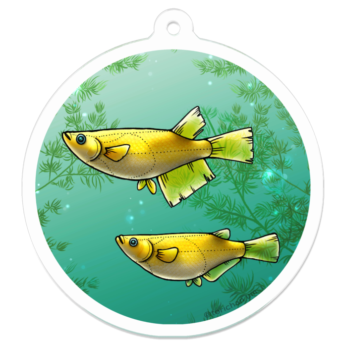 ヒカリ　ー　50 x 50㍉／コーティングなし