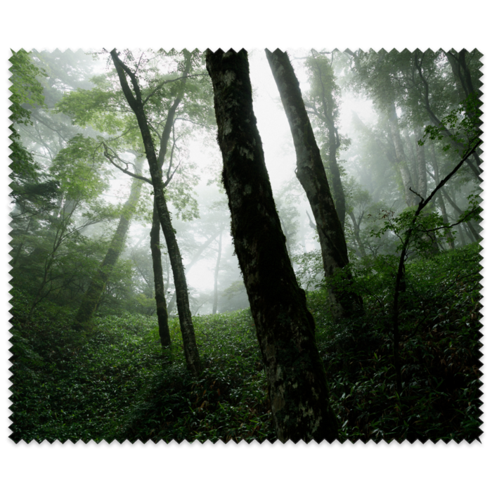 霧の立ち込むブナの森