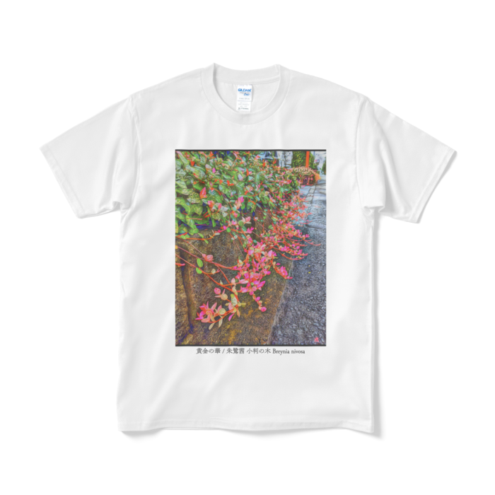黄金の華 朱鷺茜 小判の木 Breynia nivosa Tシャツ - M - ホワイト