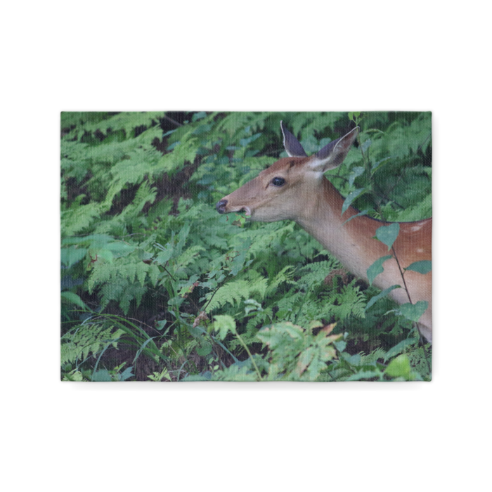 キャンバス - F4