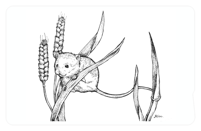 ICカードステッカー - 約85.7x53.9(mm)