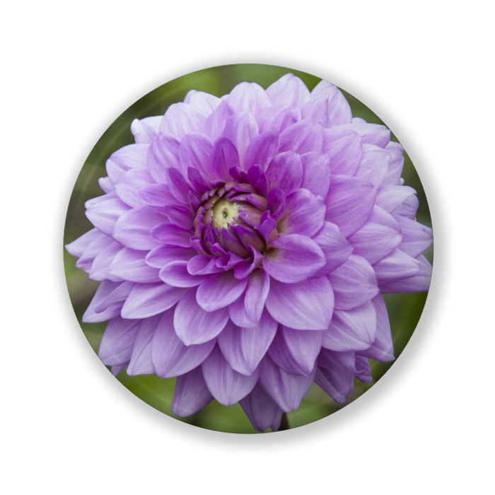 缶バッジ（バリュー） - 32mm