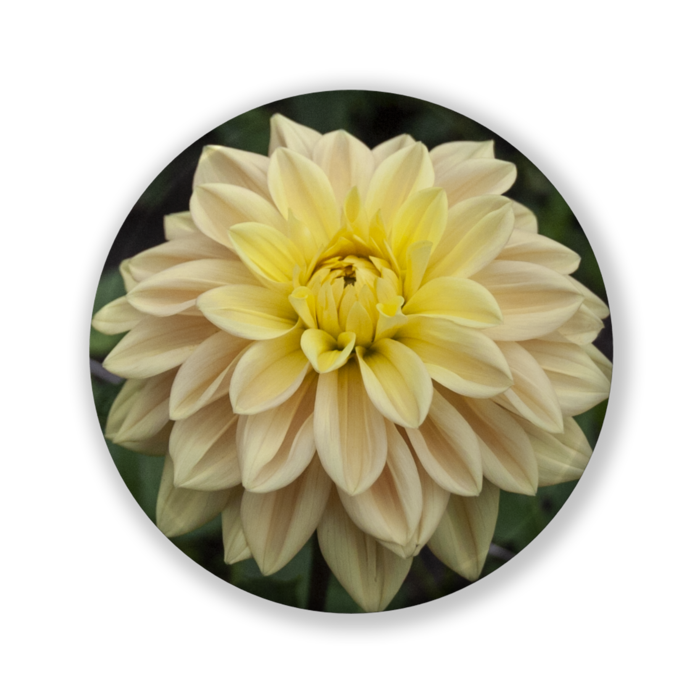 缶バッジ（バリュー） - 32mm