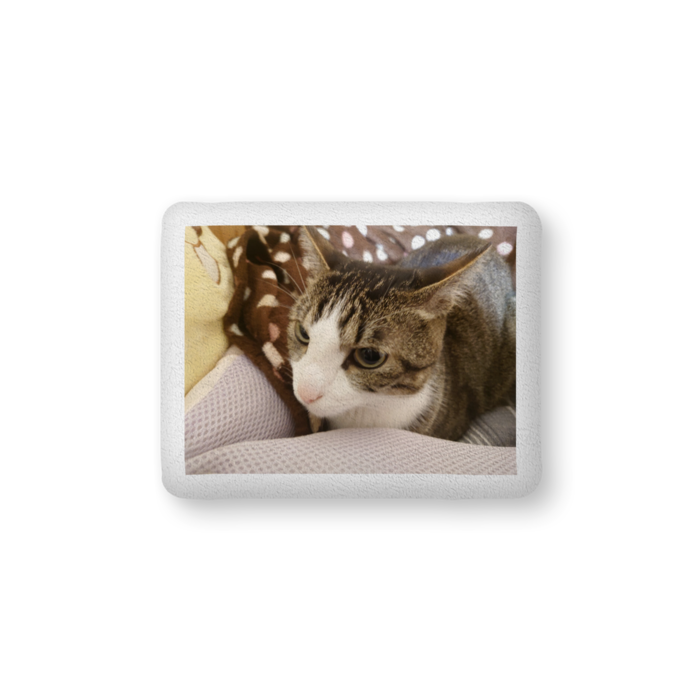 ふかふかクッション - 中（H36×W56cm） - 片面