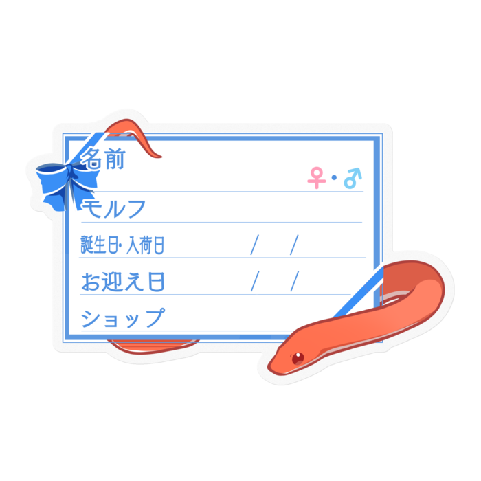 【🐍お名前ステッカー】コーンスネーク(ブラッドレッド) - リボン/ブルー