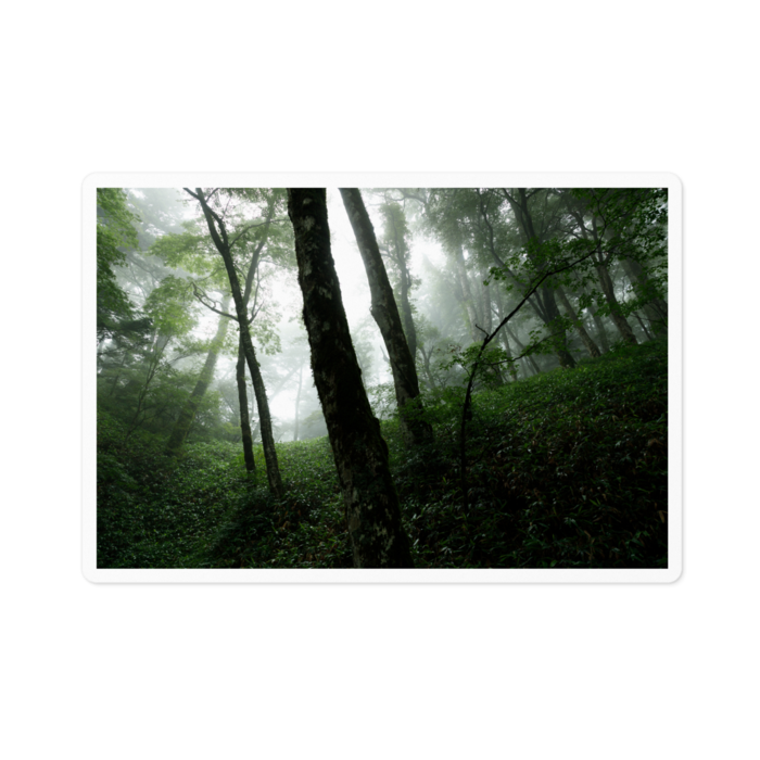 霧の立ち込むブナの森