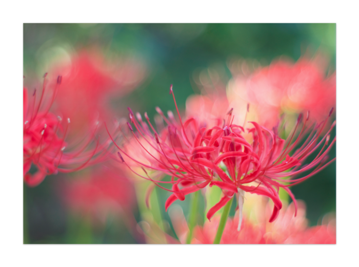 彼岸花 曼珠沙華 の写真パネル Photolike Booth