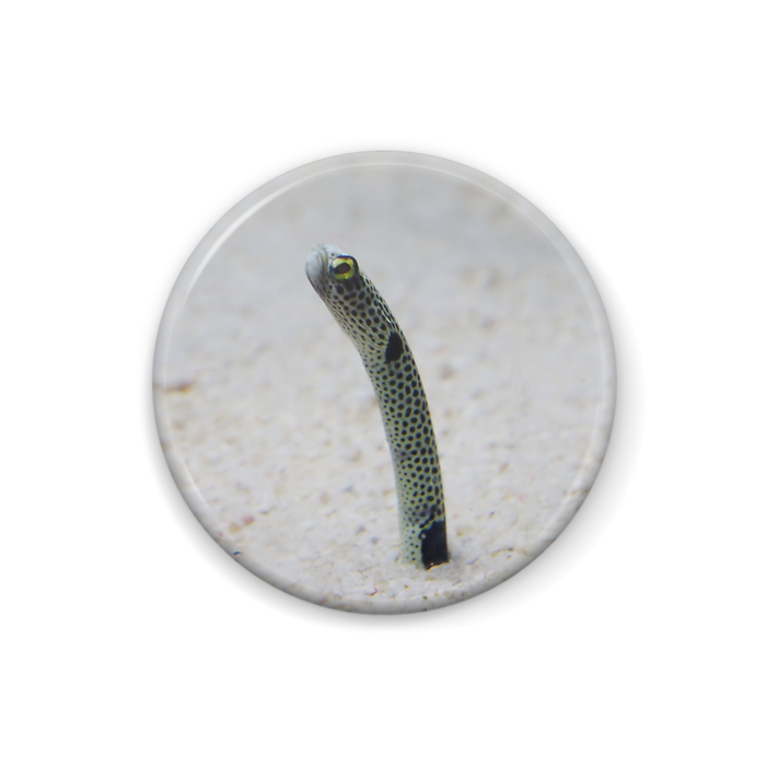 チンアナゴ写真 01缶バッチ アトリエパンプキン Booth