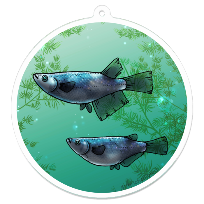 夜桜　ー　70 x 70㍉／コーティングなし