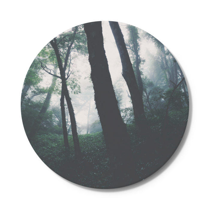 霧の立ち込むブナの森