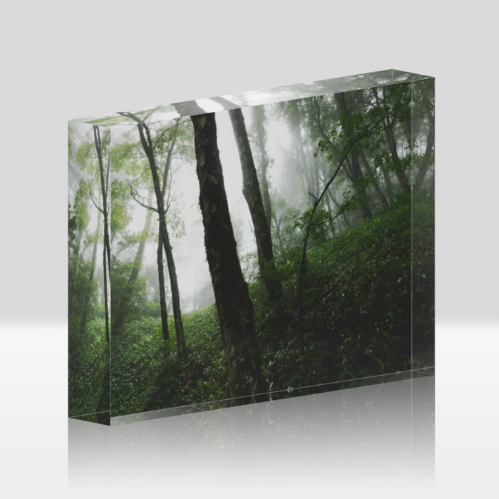 霧の立ち込むブナの森